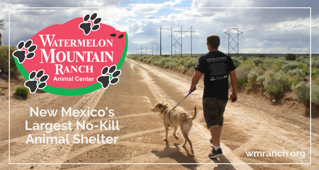 Watermelon ranch dogs discount