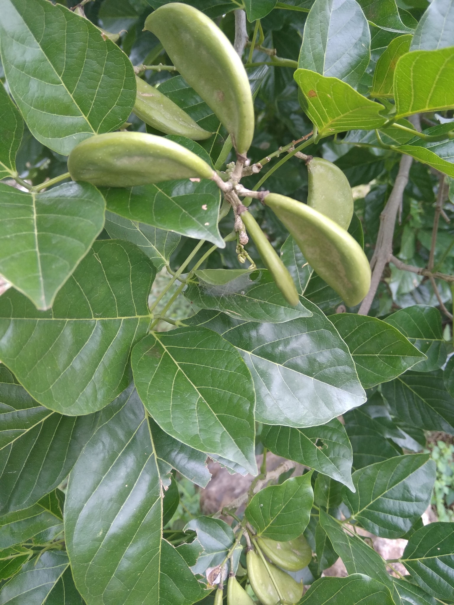 Karank seed