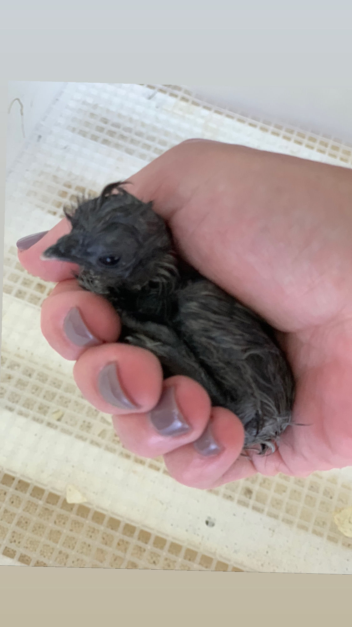 Polish Hen Day Old Chicks