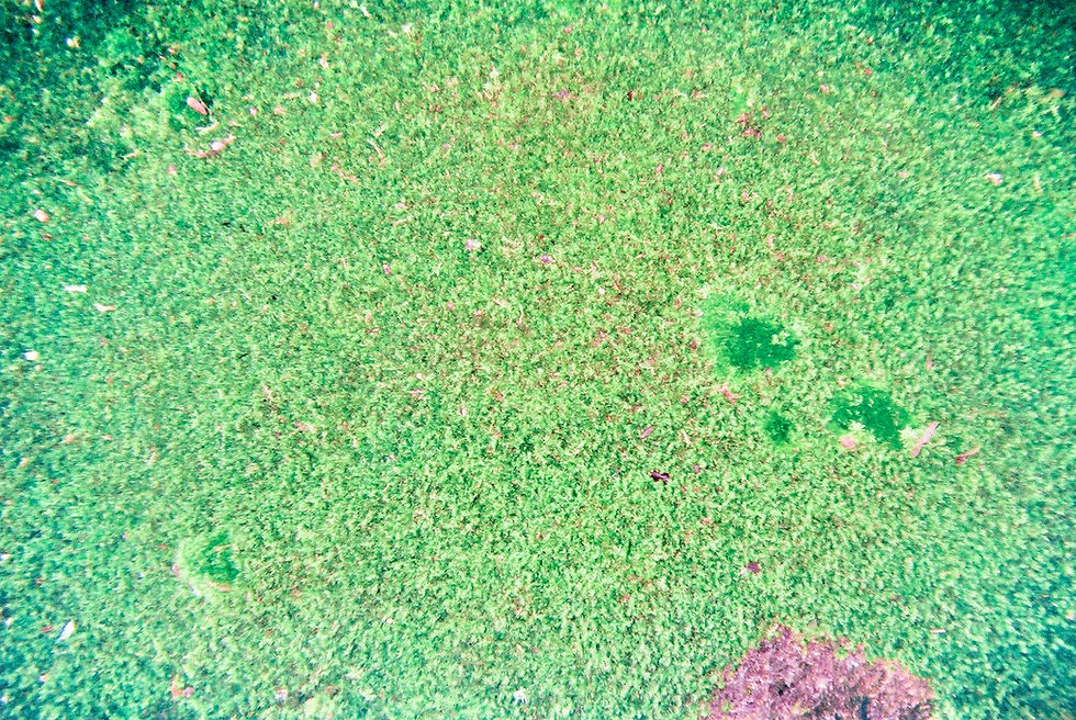 The Greening of Japan #4 Village OS — The Community as an Ecosystem