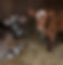 cows.JPG