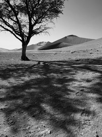 Fine art photograph of a desert tree casting long shadows across pale sand dunes.