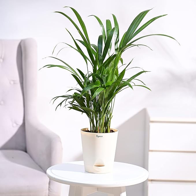 Pothos for Biophilic