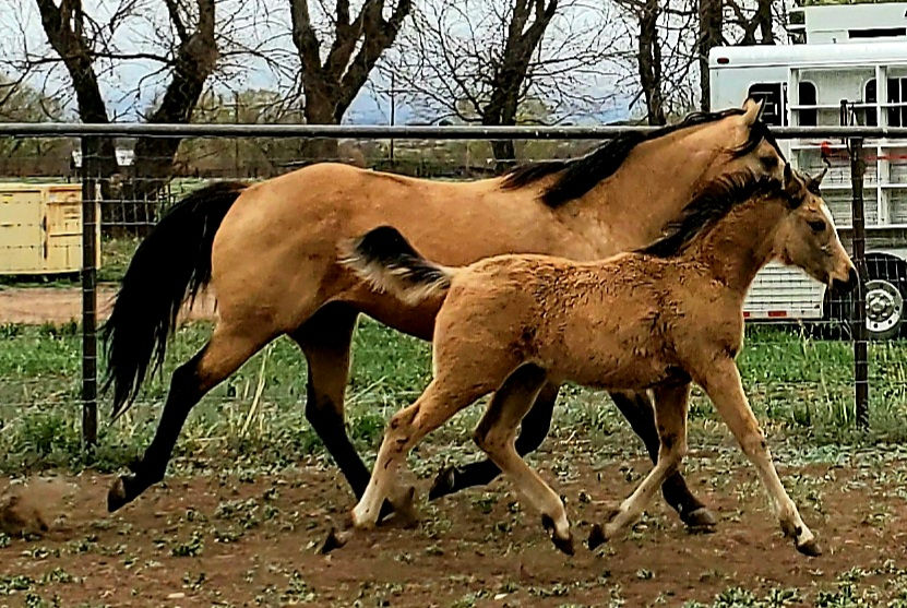 Thumbnail: Docs Buttercup Twist