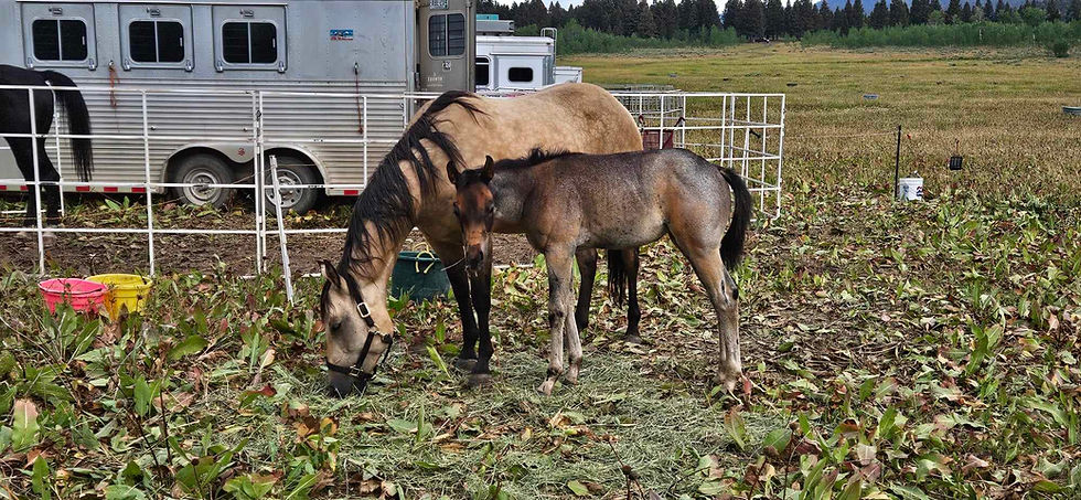 Thumbnail: CRR Vesper