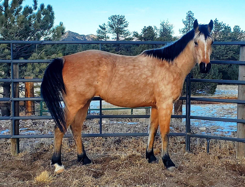 Thumbnail: CRR Cedar