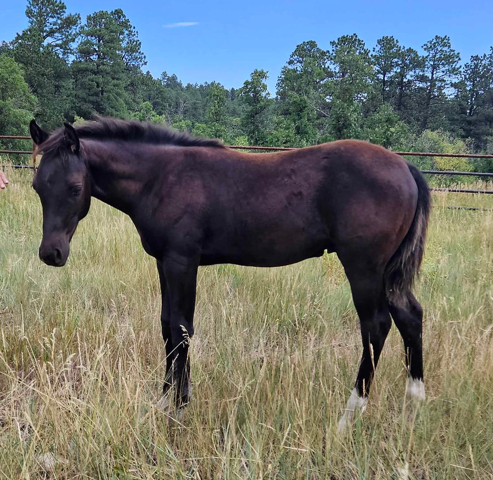 Thumbnail: SOLD - CRR Viggo