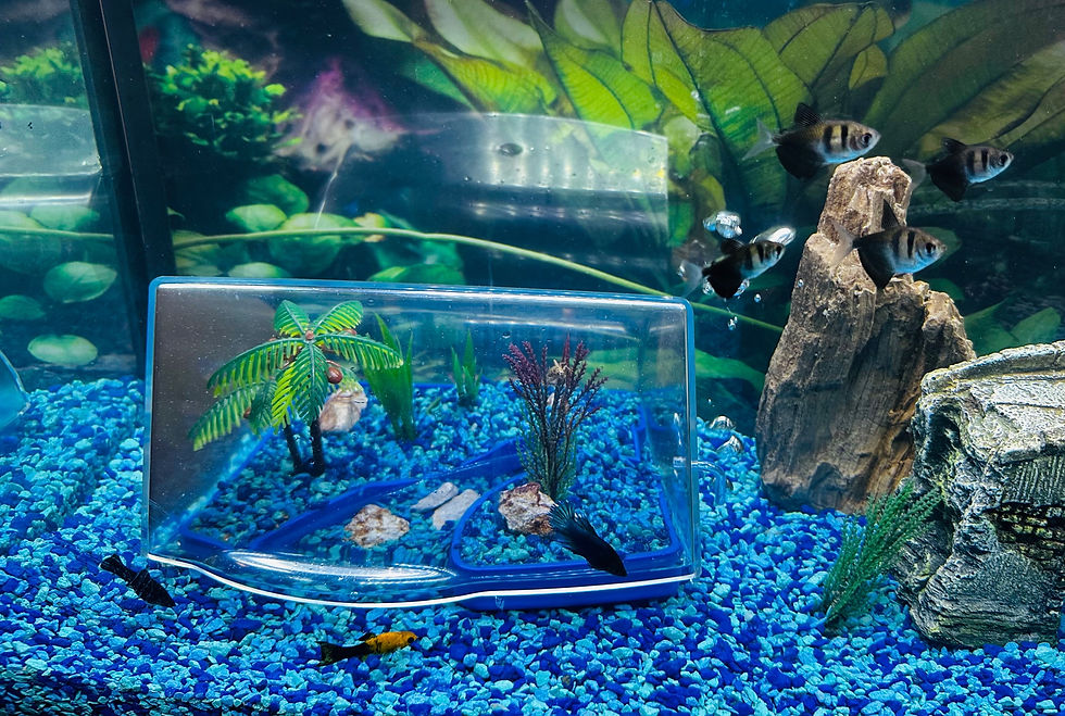 Thumbnail: Underwater Island