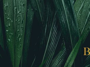 El poder de las plantas en nuestro hogar