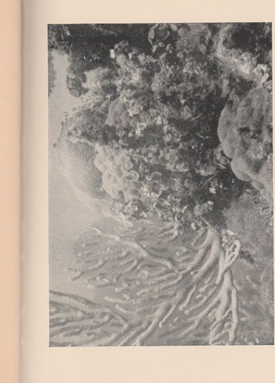 Thumbnail: Miller Dunn 2 Diving Helmet Photography Book 1928
