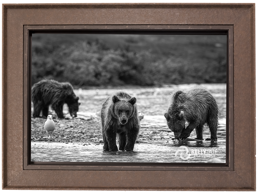 Thumbnail: Born to Bear