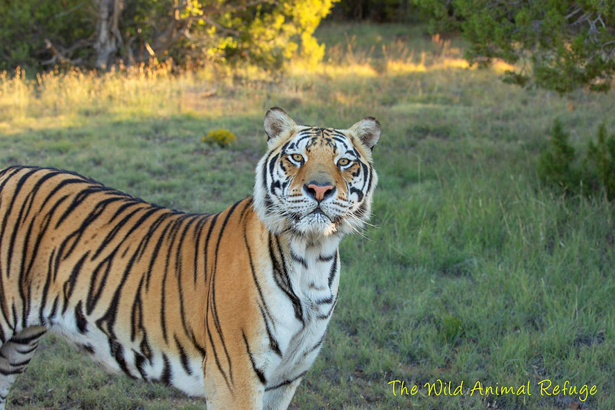 REfuge tiger_edited.jpg