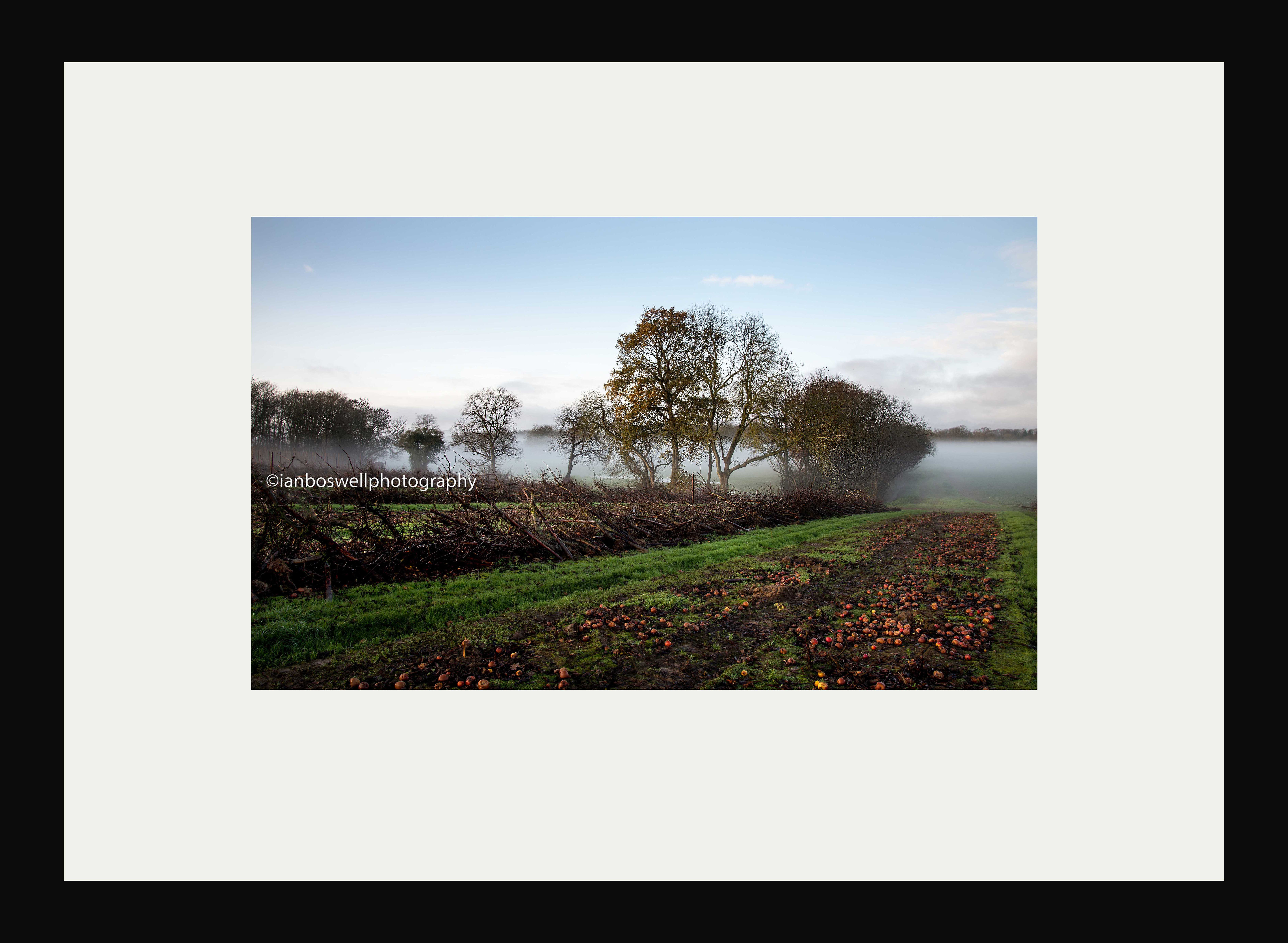 orchard cleared for replanting, marden (framed)