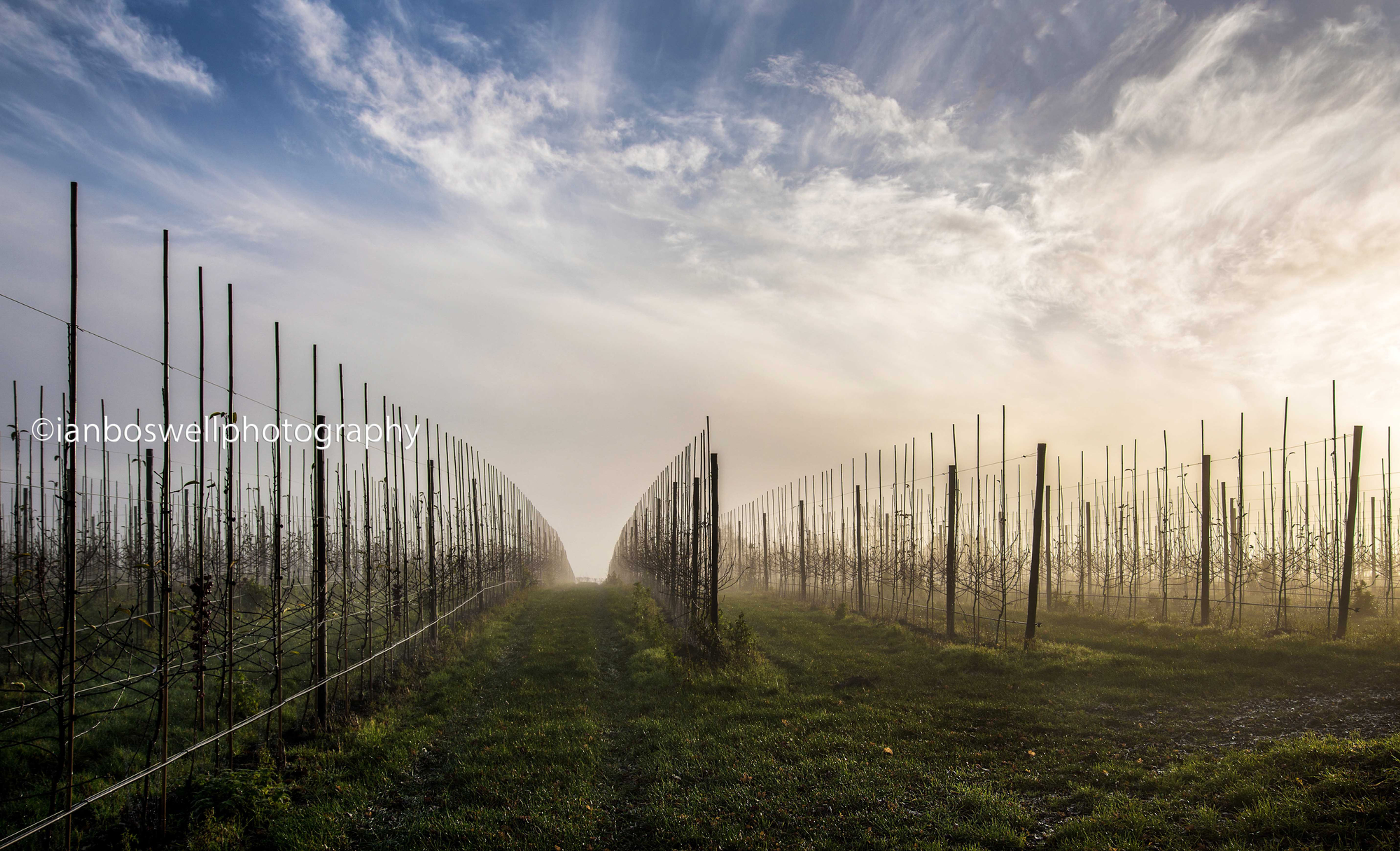 newly replanted orchard, marden, kent