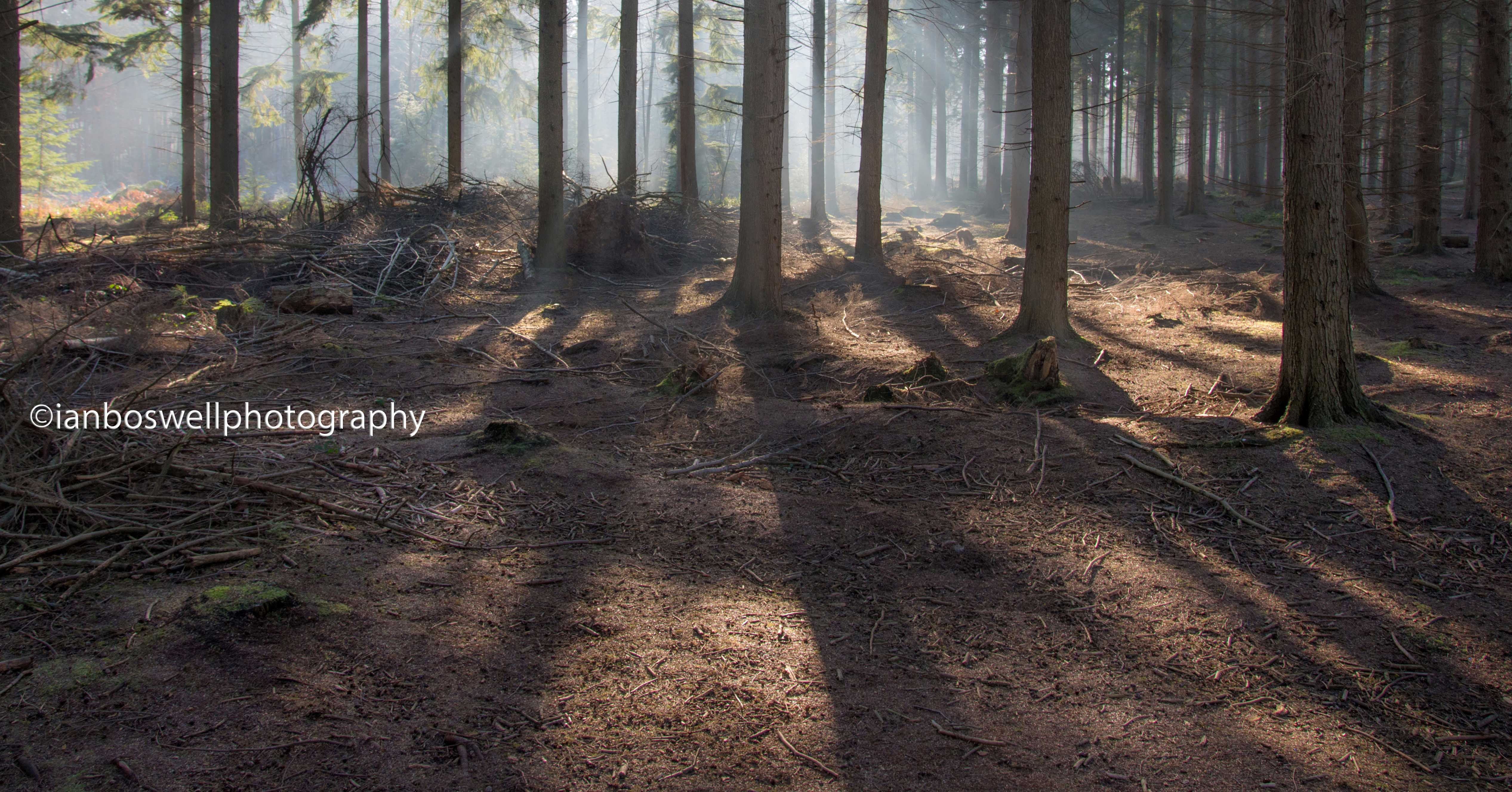 soft light through pines, hemsted forest, kent
