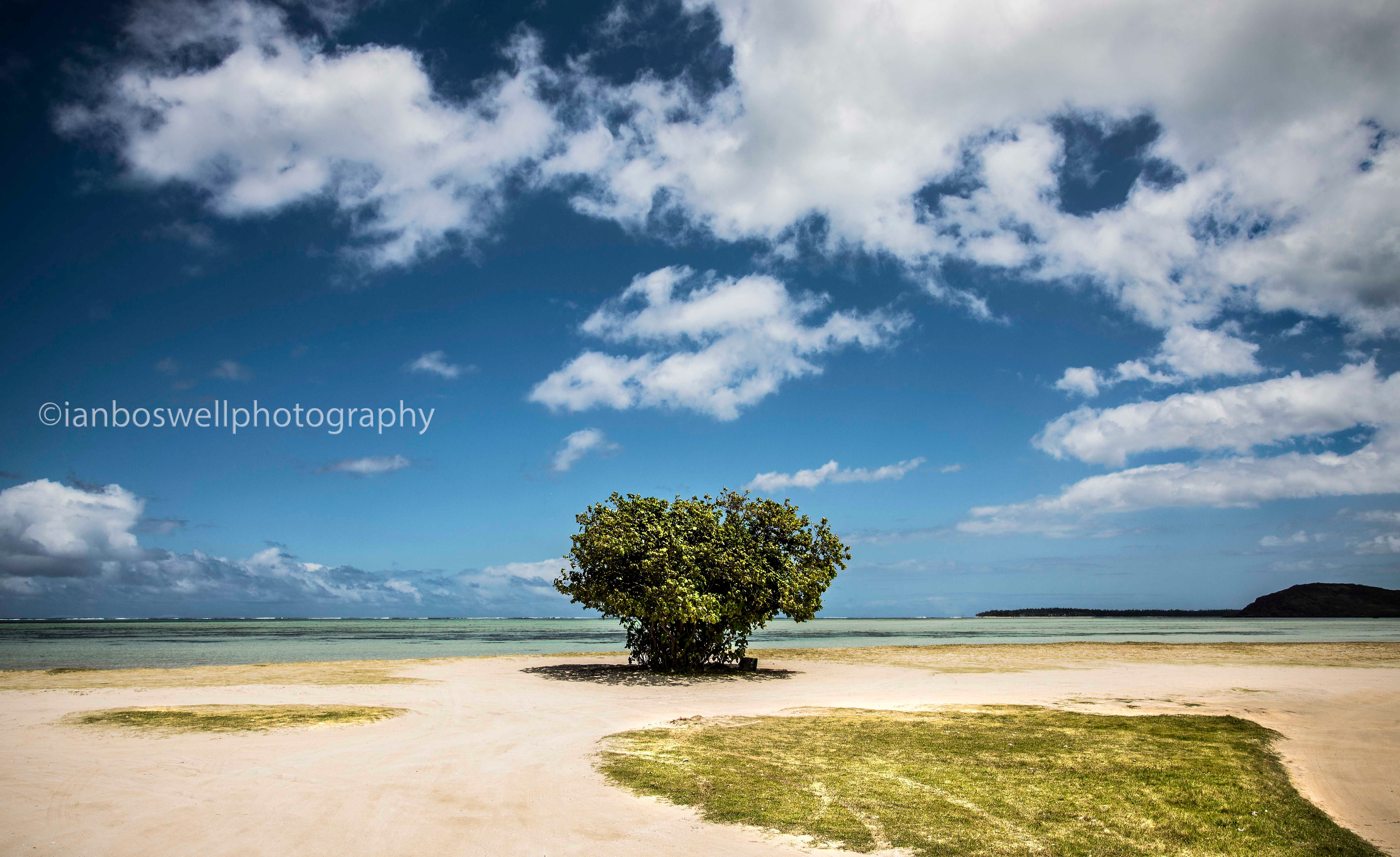 solitary tree, mauritius