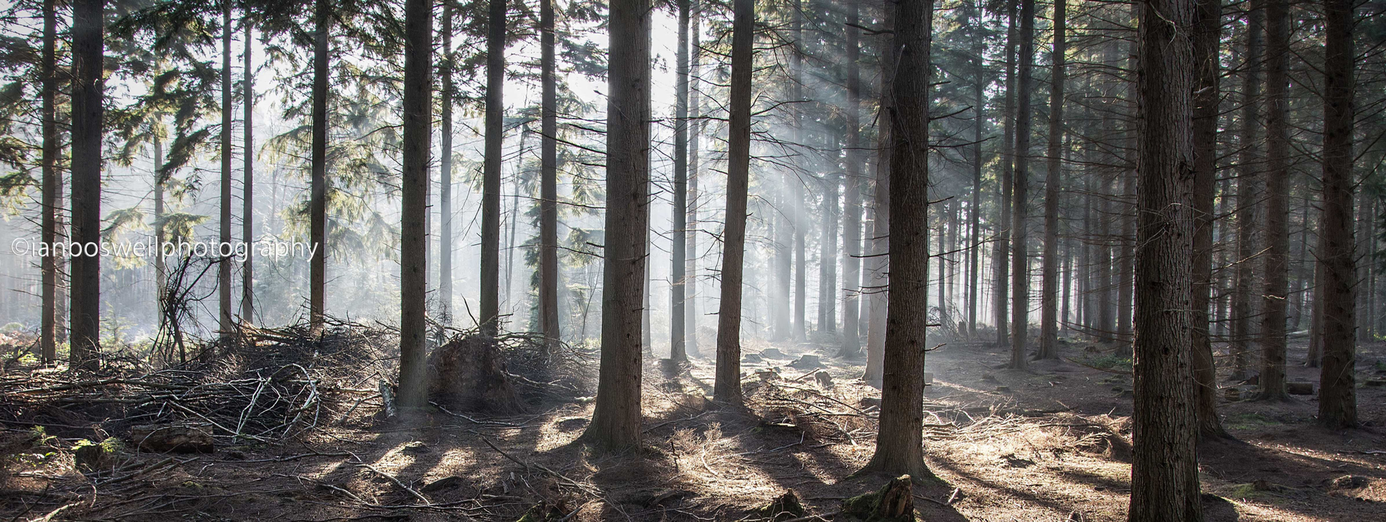 sunlit barcode, hemsted forest