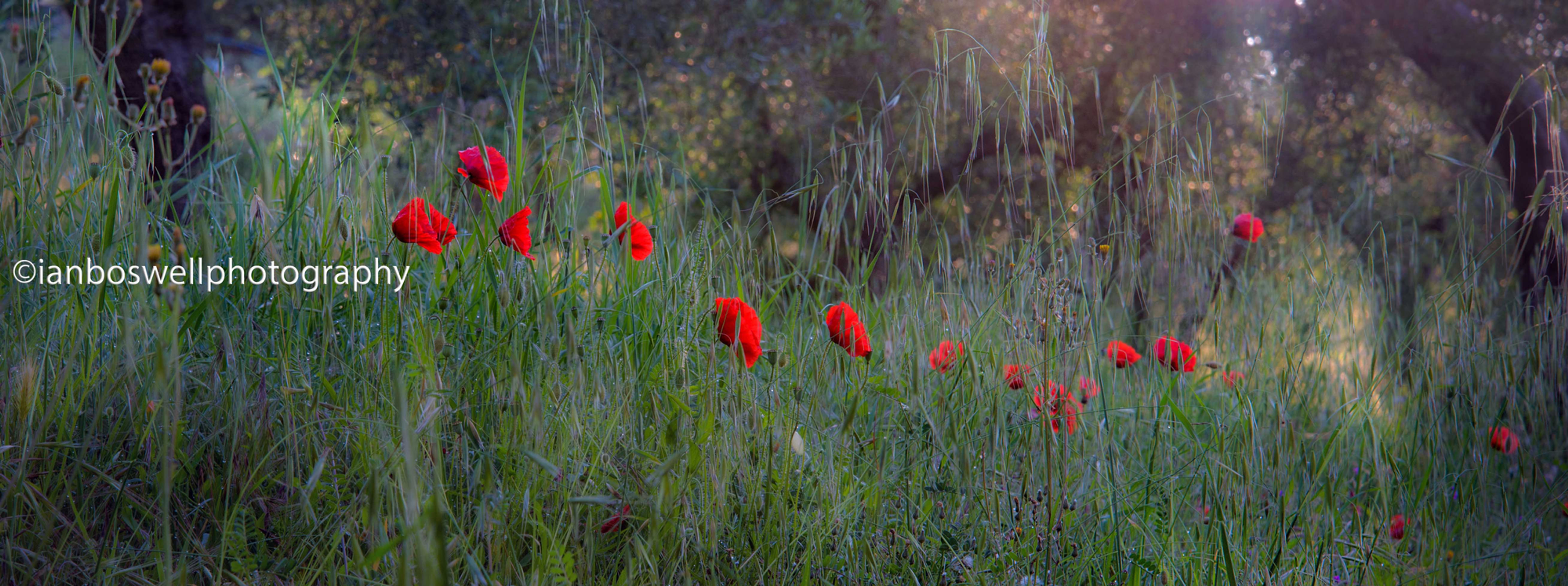 poppies in early morning light, umbria