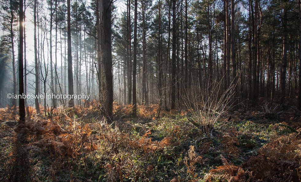 winter ferns, hemsted forest
