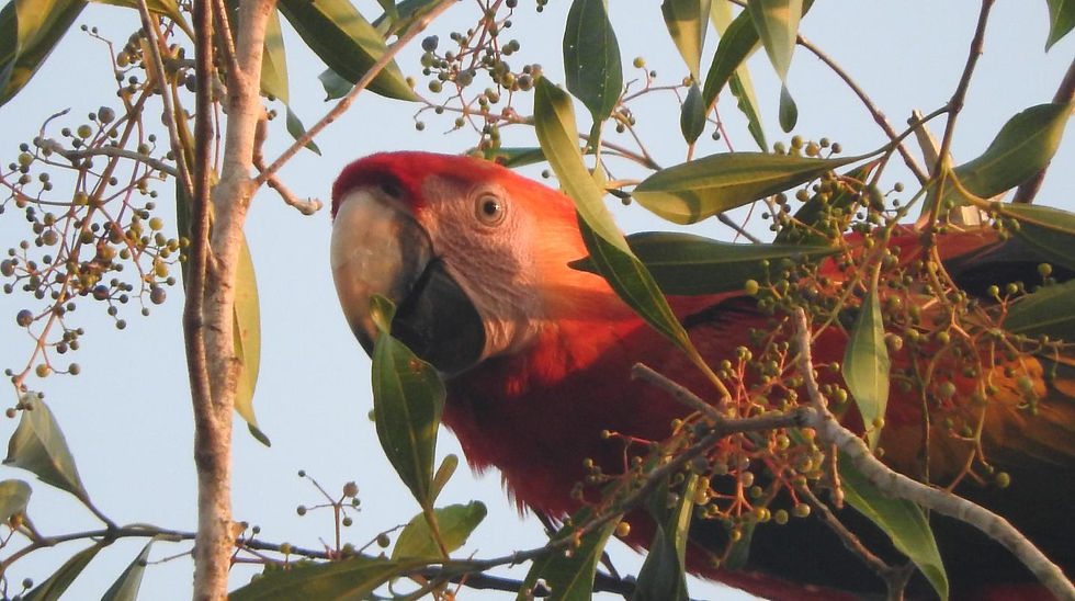 RED MACAW