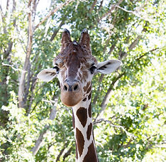 LRZGiraffe (1).jpg