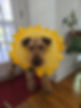 Jethro.jpg