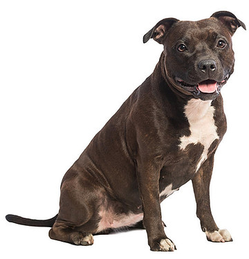 Pitbull sitting
