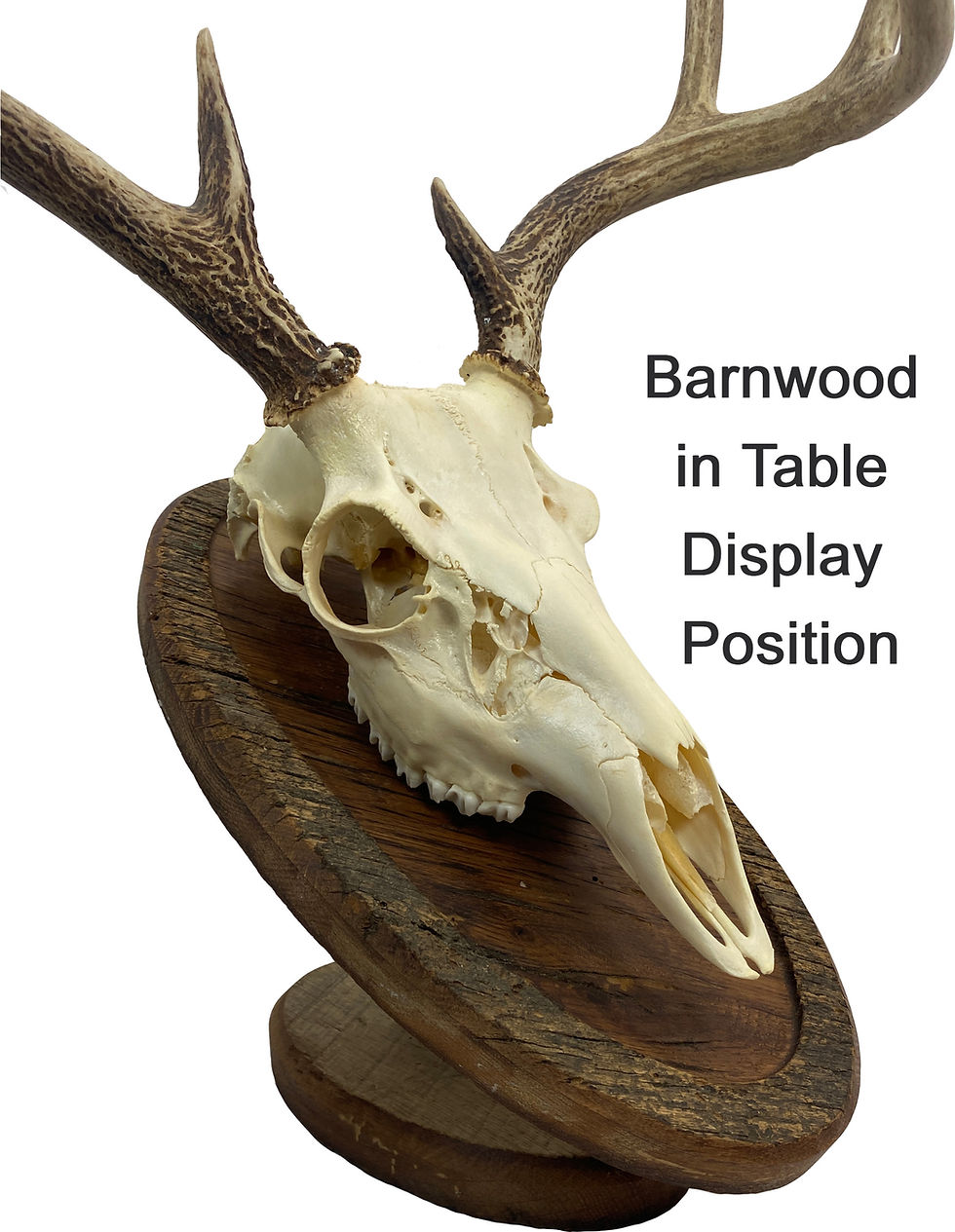 Thumbnail: Barnwood Classy Oval European Mount Deer Skull Display
