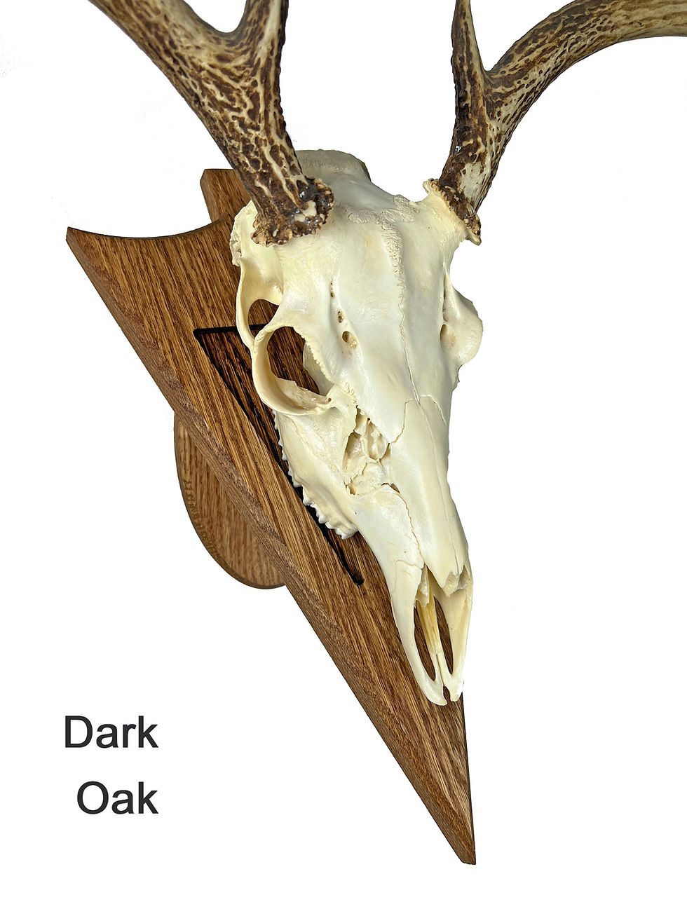 Thumbnail: Modern Arrowhead Shaped European Mount Deer Skull Display