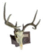 Thumbnail: Personalized State Outline Deer European Skull Mount Display Plaque