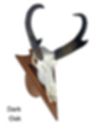 Thumbnail: Modern Arrowhead Shaped European Mount Deer Skull Display