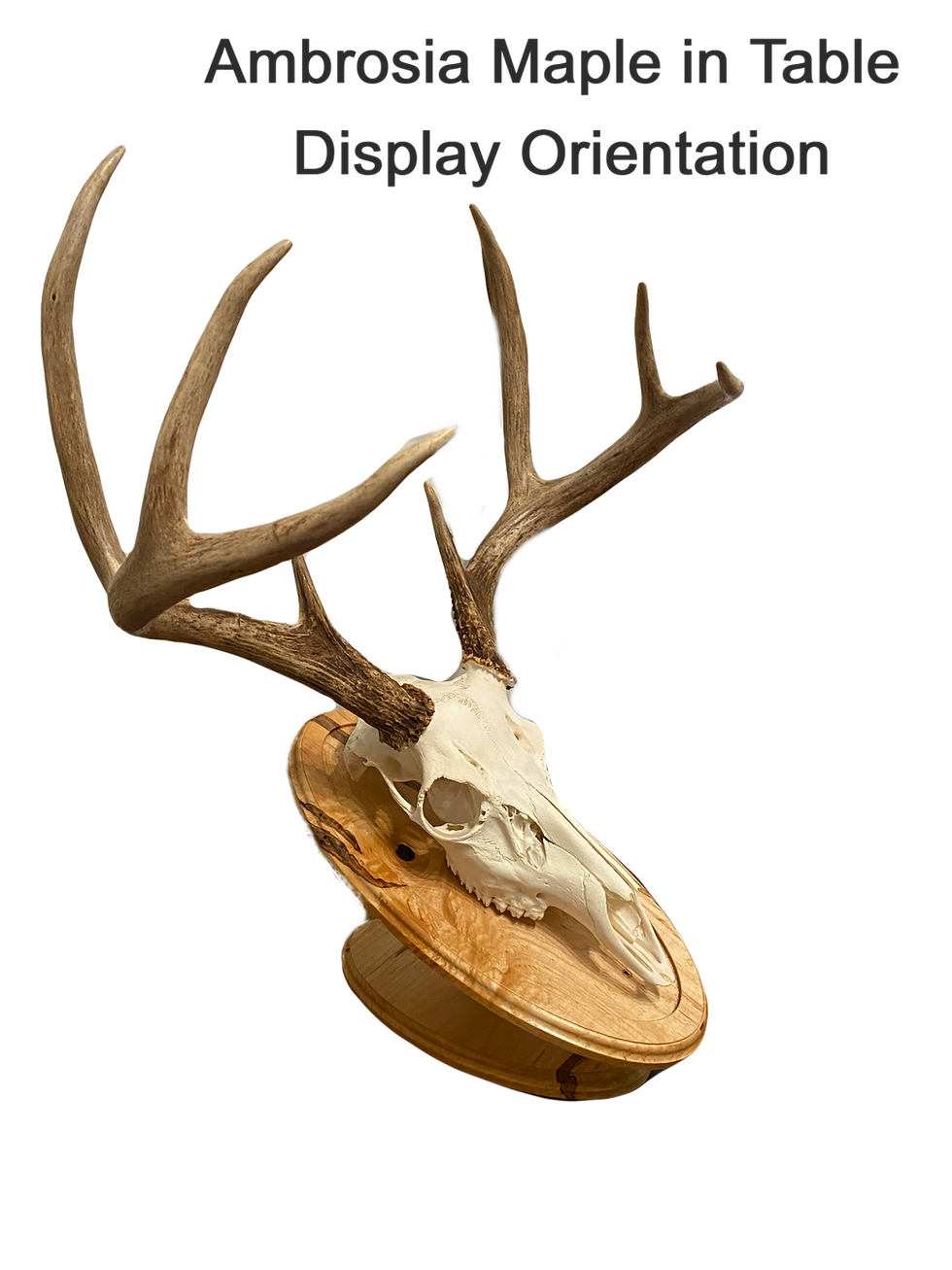 Thumbnail: Classy Oval European Mount Deer Hardwood Skull Display