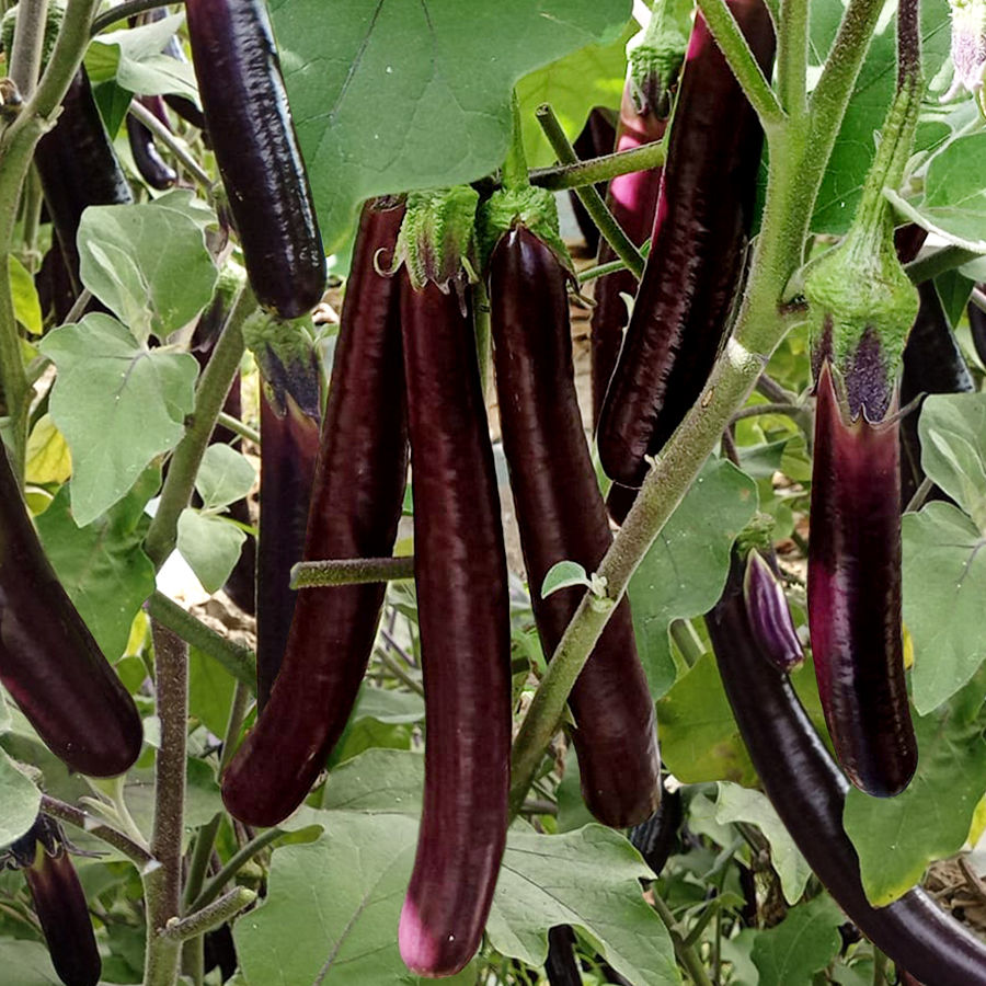 Eggplant Purple Duke F1_2.jpg