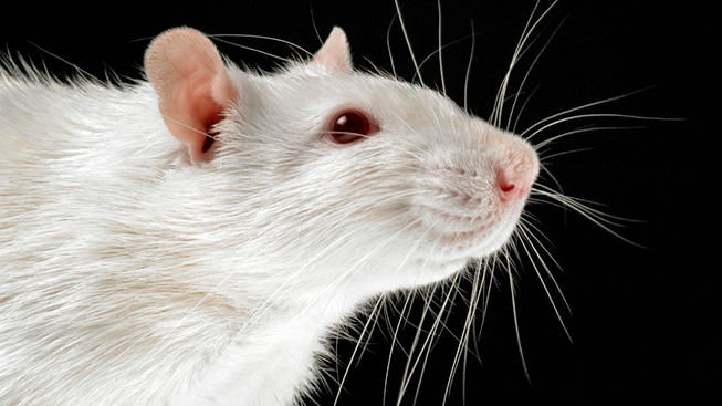 Medium Rat