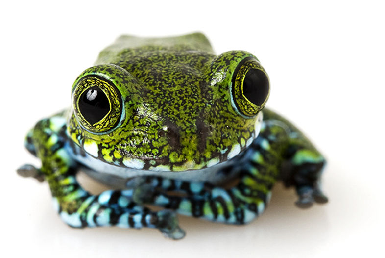 Big Eyed Tree Frog