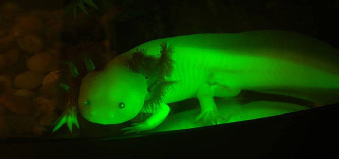 Axolotl (GFP)