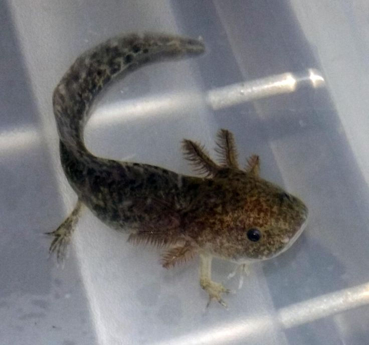 Axolotl (Wild)