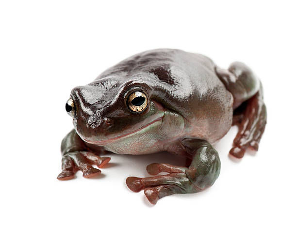 Dumpy Tree Frog