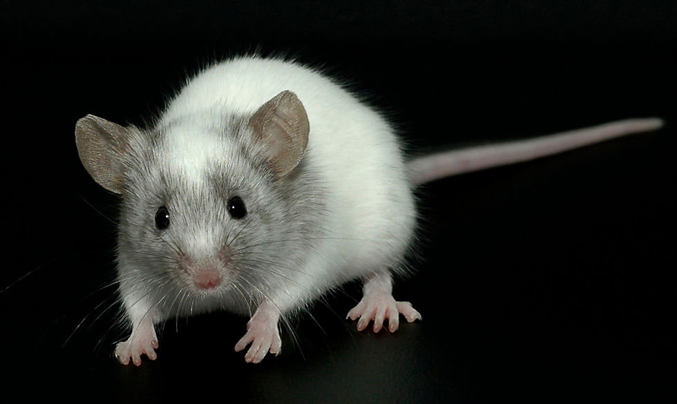 Small Rat