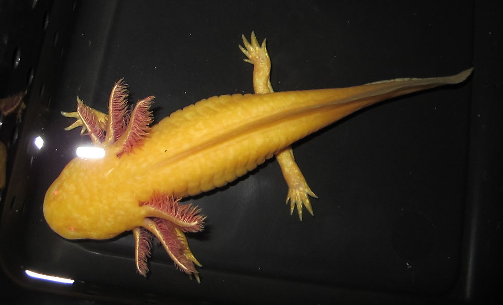Axolotl (Golden)