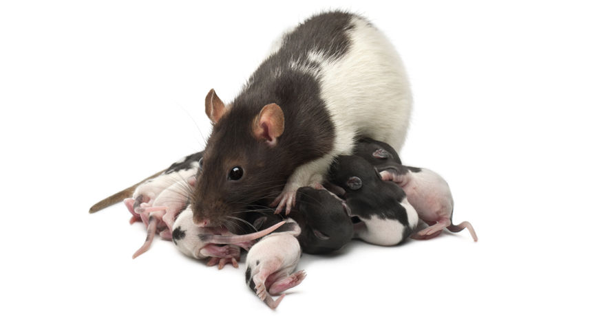 Large Rat