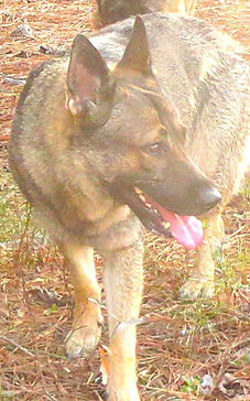 Sasha 2.JPG