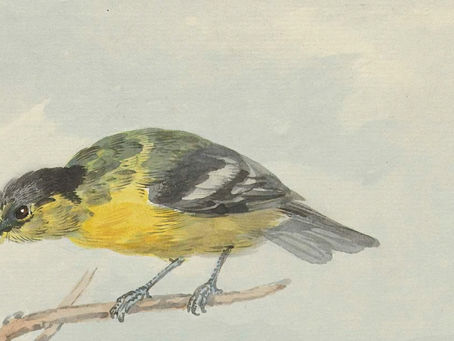 Little Yellow Birds