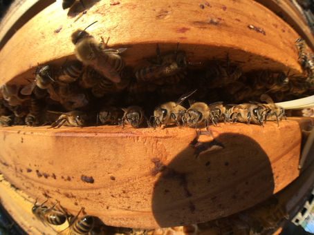 7/19月曜の営業時間のお知らせ