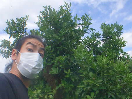 収容、収穫、修繕