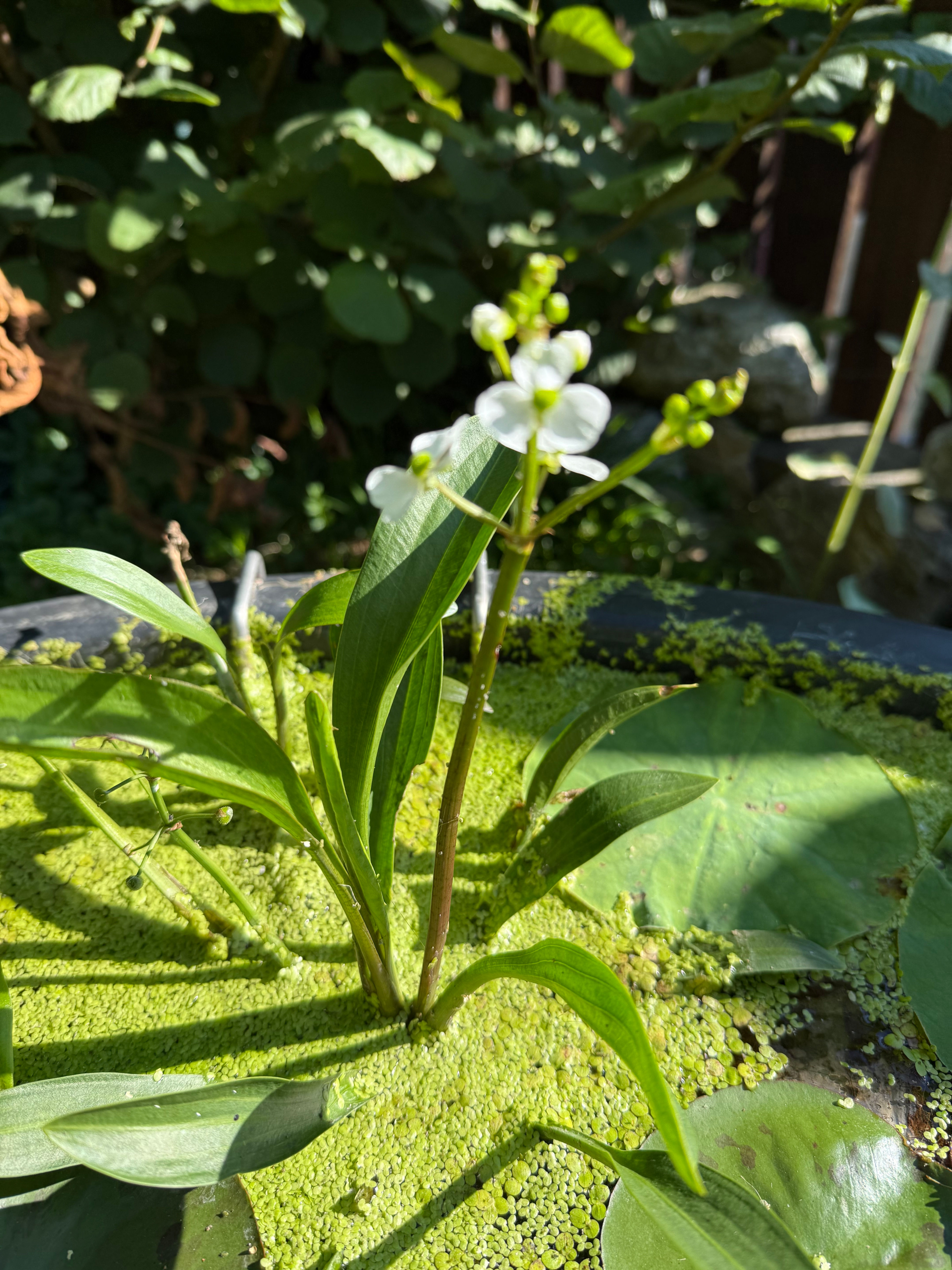 Sagittaria platyphylla