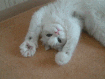 White Cat Hello GIF.gif