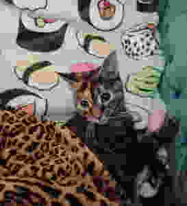 Marge, Cat