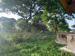 Elephant at Mole National Park