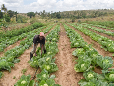 Beyond the Dam: How Mwache Families Are Rebuilding Their Livelihoods